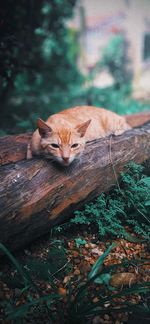 Portrait of a cat lying on land