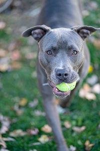 Pitbull puppy is waiting to play fetch with a tennis ball