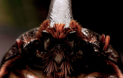 Close-up of insect on flower