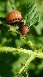 Close-up of ladybug on leaf