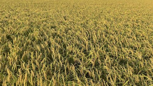 High angle view of crops growing on field