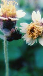 Close-up of flowers against blurred background