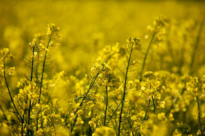 Yellow flowering plants on field