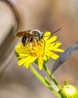 Close-up of bee pollinating on yellow flower