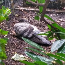 Bird perching on leaf