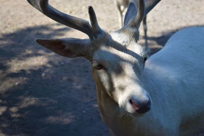 Close-up of deer