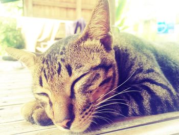Close-up of cat sleeping