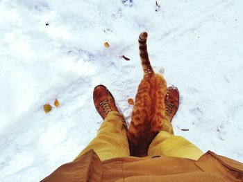 Low section of man with cat standing on snow covered field