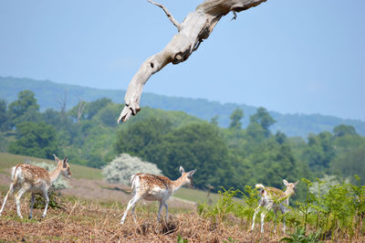 View of deer on field against sky