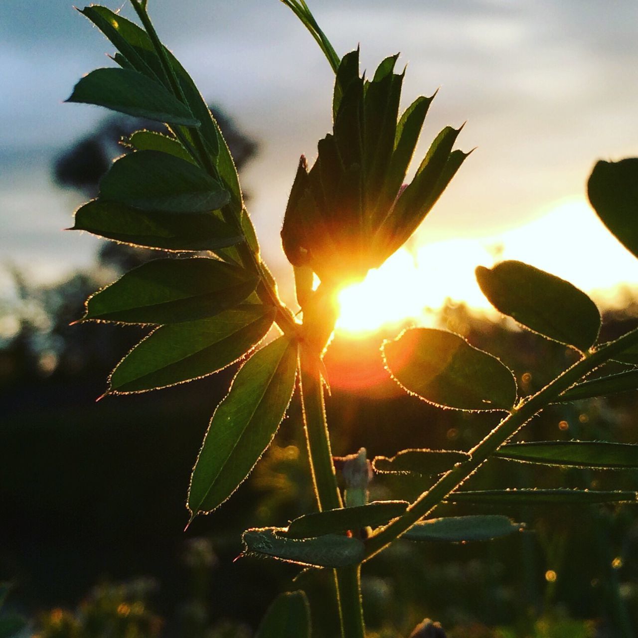 focus on foreground, close-up, growth, fragility, plant, nature, beauty in nature, leaf, sun, sky, freshness, sunset, sunlight, tranquility, dew, outdoors, stem, selective focus, no people, drop