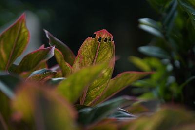 Close-up of butterfly on leaves