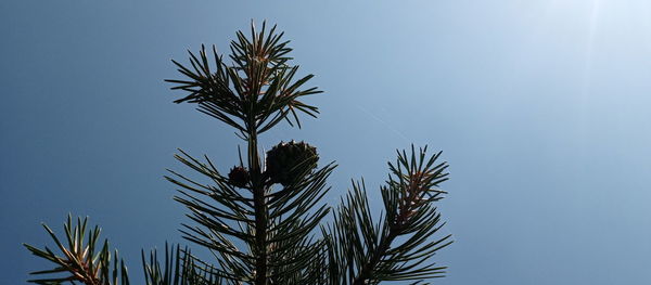 Low angle view of palm tree against clear blue sky