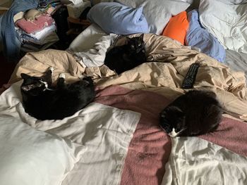 3 cats on a bed 