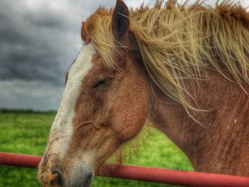Close-up of horse against sky
