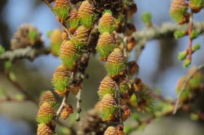 Close-up of plant