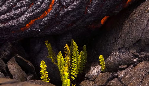 Close-up of lizard on rock