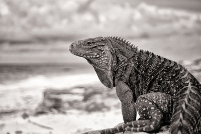 Close-up of lizard on rock against sea