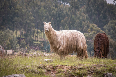 Alpaca standing in a farm