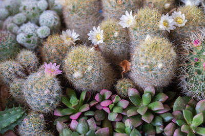 High angle view of succulent plant in pot