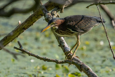 Adult green heron watches from a branch in the everglades