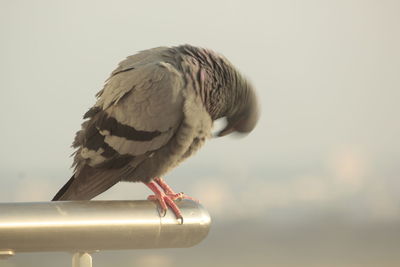 Close-up of bird perching on railing against sky