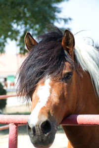 Close-up of a horse in ranch