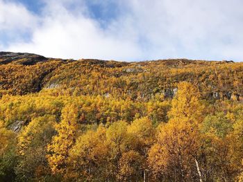 Scenic view of field against sky during autumn