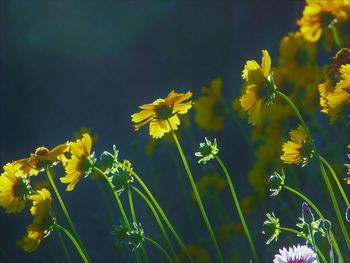 Close-up of yellow flowering plant