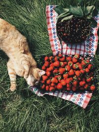 Directly above shot of cat relaxing by strawberries and cherries on grassy field