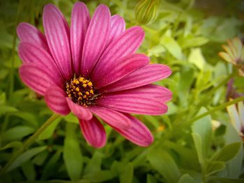 Close-up of pink flower