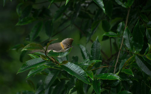 Close-up of bird perching on plant