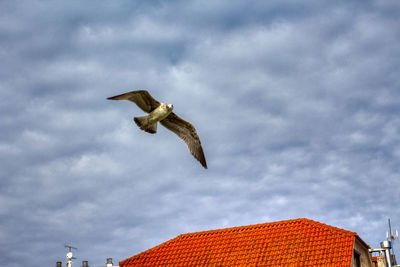 Low angle view of seagull flying against cloudy sky