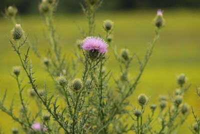 Close-up of thistle flowers on field