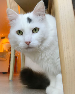 Close-up portrait of white cat at home