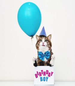 Portrait of cat on balloon