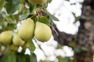 Close-up of fruits on tree