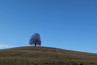 Trees on field against clear blue sky