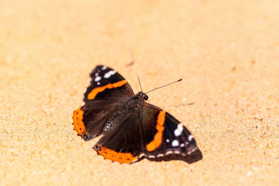 Close-up of butterfly on sand