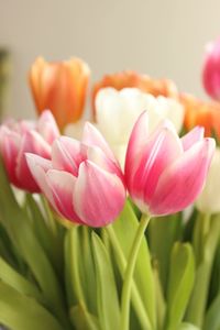 Close-up of pink tulips