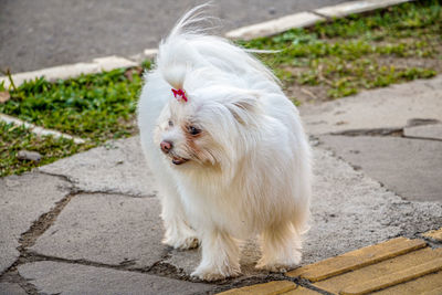 Dog looking away on footpath