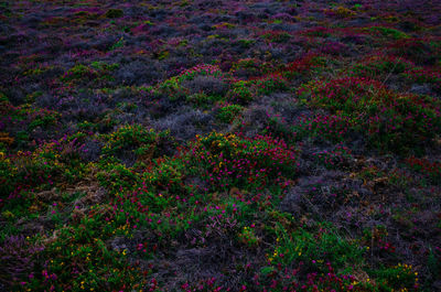 Full frame shot of purple flowering plants on land