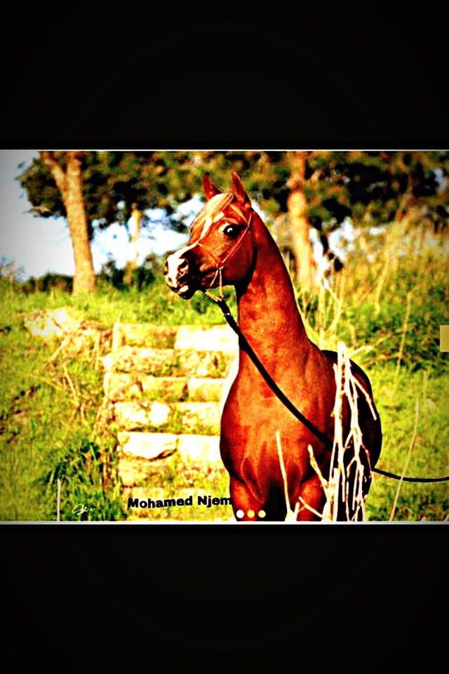 animal themes, horse, domestic animals, mammal, one animal, focus on foreground, livestock, transfer print, tree, close-up, auto post production filter, fence, field, no people, animal head, outdoors, day, nature, grass, side view