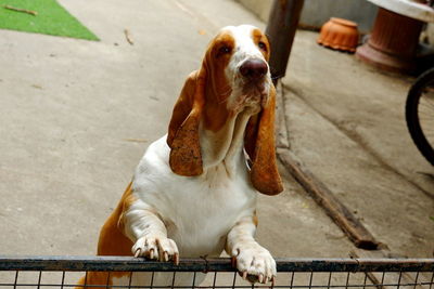 Dog looking away while sitting on footpath