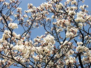 Low angle view of apple blossoms in spring