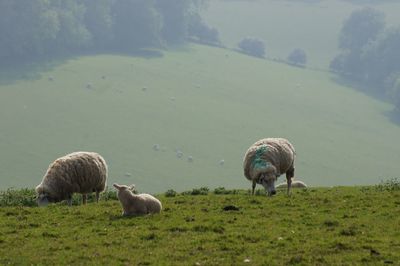 Sheep grazing in a field