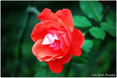 Close-up of rose blooming outdoors