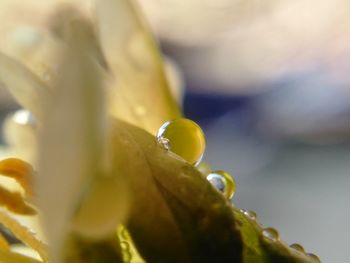 Close-up of wet flower