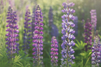 Close-up of purple flowering plants on field