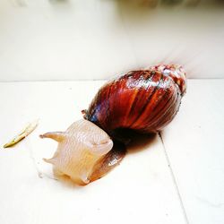 Close-up of insect on table