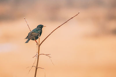 Close-up of bird perching on dry plant